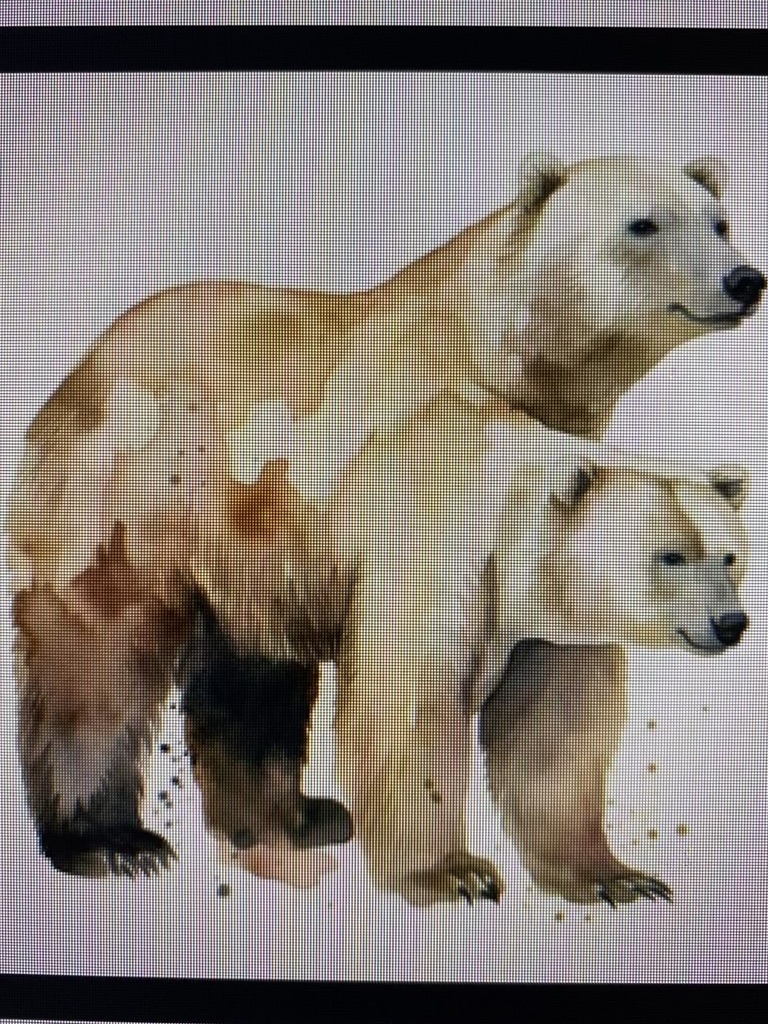 Two bears that appear to be sharing a skeletal system. The model couldn't decide if this was one bear or two, so it split the difference. Literally.